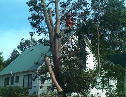 Tree pruning over house