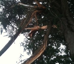 Tree with storm damage